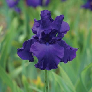 Titan's Glory Iris Thumbnail